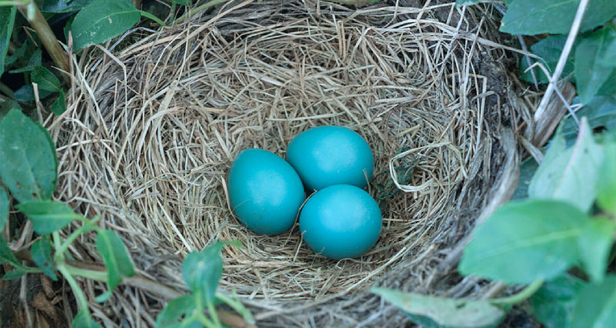 n mei leggen alle vogels een ei