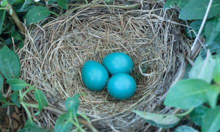 n mei leggen alle vogels een ei