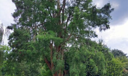 Fietstocht langs monumentale bomen