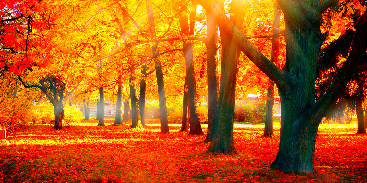 Herfstwandeling door het Leudal