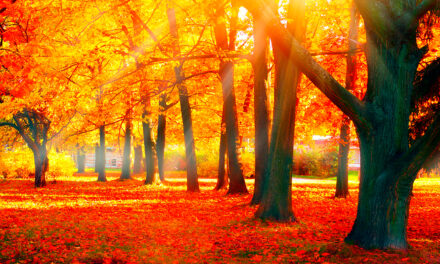 Herfstwandeling door het Leudal