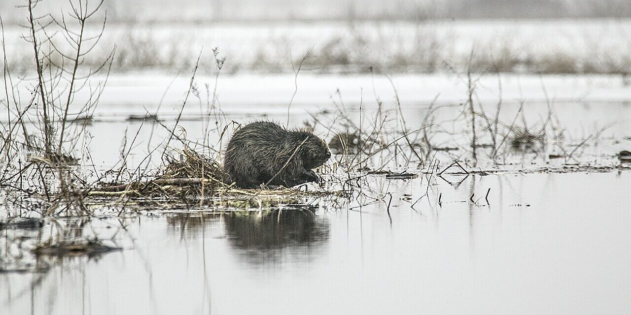 De bever, landschapsarchitect en sloper!