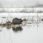 De bever, landschapsarchitect en sloper!