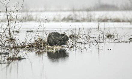 De bever, landschapsarchitect en sloper!